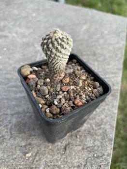 Encephalocarpus strobiliformis